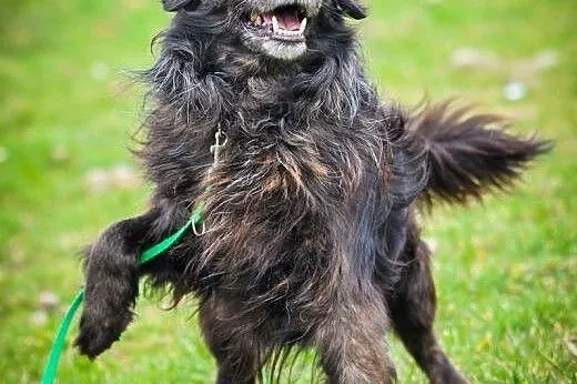 OTOZ Animals - Fery - spanielkowy psiak czeka na r