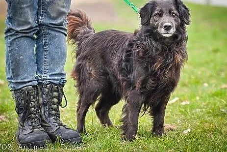 OTOZ Animals - Fery - spanielkowy psiak czeka na r
