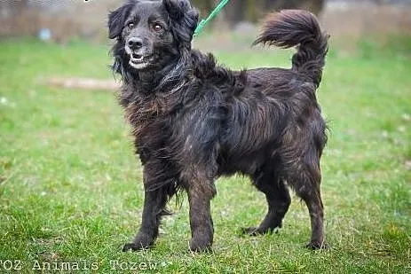 OTOZ Animals - Fery - spanielkowy psiak czeka na r