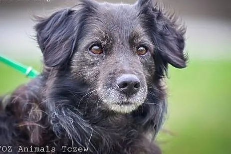 OTOZ Animals - Fery - spanielkowy psiak czeka na r