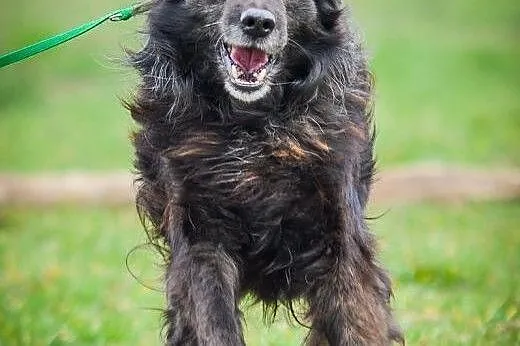 OTOZ Animals - Fery - spanielkowy psiak czeka na r