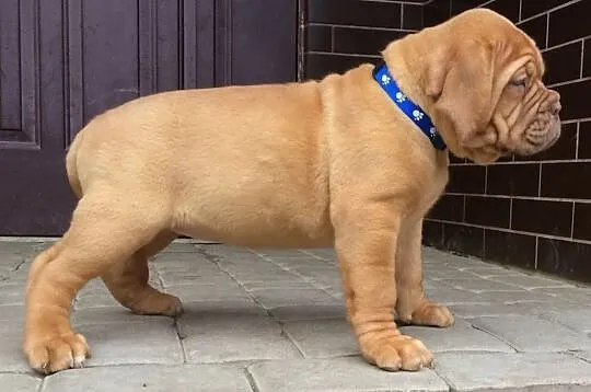 Dog de Bordeaux Dogue Mastif - szczenięta rodowodo, Iwonicz-Zdrój