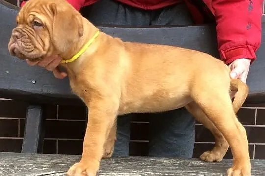 Dog de Bordeaux Dogue Mastif - szczenięta rodowodo, Iwonicz-Zdrój