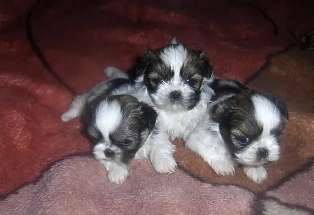 Szczenięta shih tzu