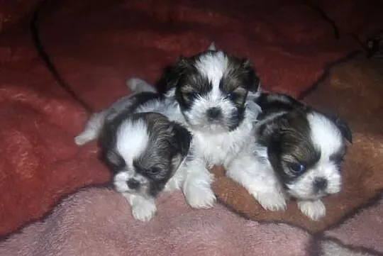 Szczenięta shih tzu