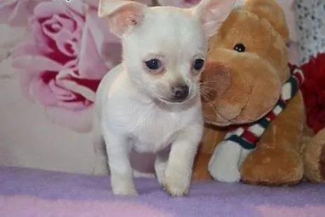 Boże Narodzenie Chihuahua szczenięta na sprzedaż, 