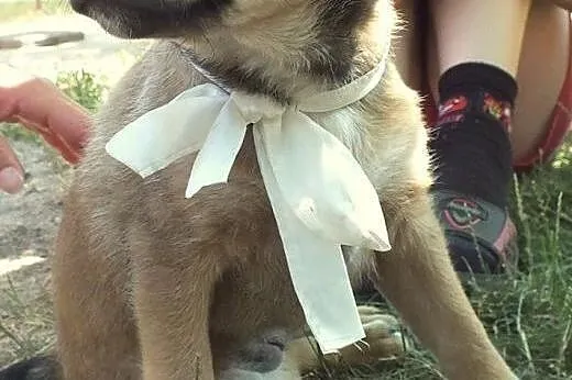 BONITA - ciekawski szczeniak do adopcji.,  mazowieckie Nowy Dwór Mazowiecki