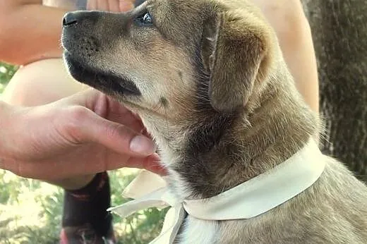 BONITA - ciekawski szczeniak do adopcji.,  mazowie