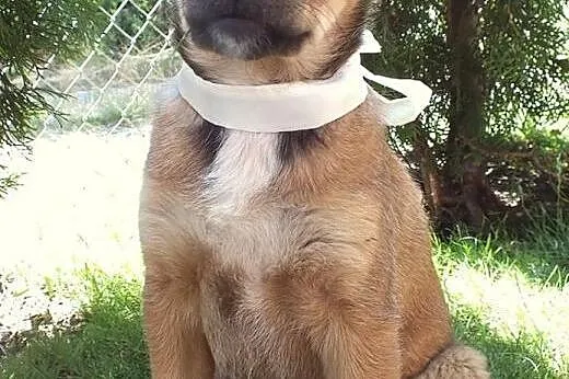 BONITA - ciekawski szczeniak do adopcji.,  mazowie