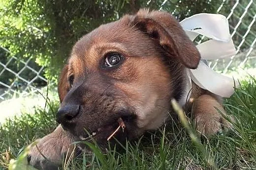 BONITA - ciekawski szczeniak do adopcji.,  mazowie