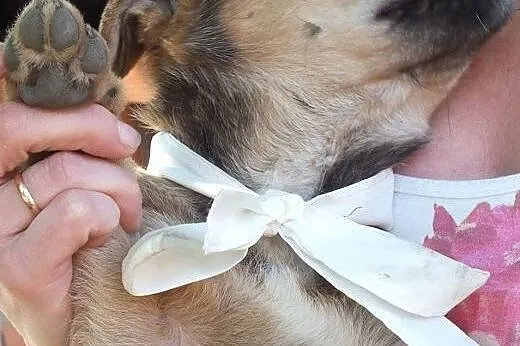 BONITA - ciekawski szczeniak do adopcji.,  mazowie