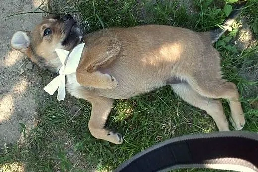 BONITA - ciekawski szczeniak do adopcji.,  mazowie
