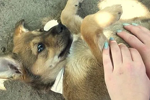 BONITA - ciekawski szczeniak do adopcji.,  mazowie