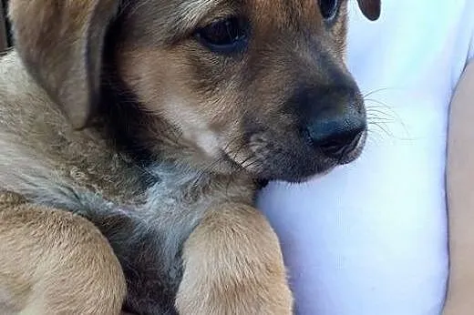 BONITA - ciekawski szczeniak do adopcji.,  mazowie