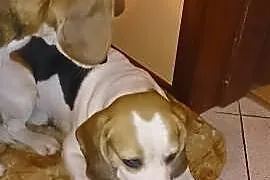 Beagle szuka domu