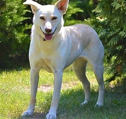 MILKA - piękna, biała sunia już tak długo szuka domu... ADOPTUJ!, łódzkie Łódź, Łódzkie, Łódź