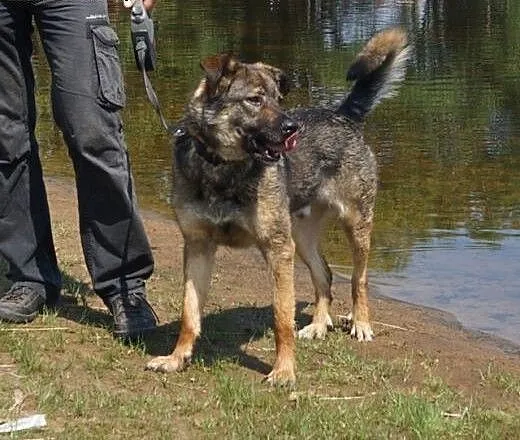 Max -fajny psi kumpel czeka na swojego człowieka,
