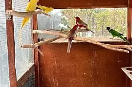 Papugi widoczne na zdjęciu 