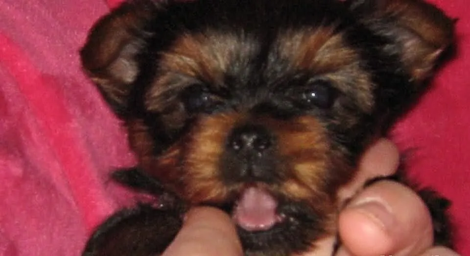 York Yorki Mini Ciemne Lalki