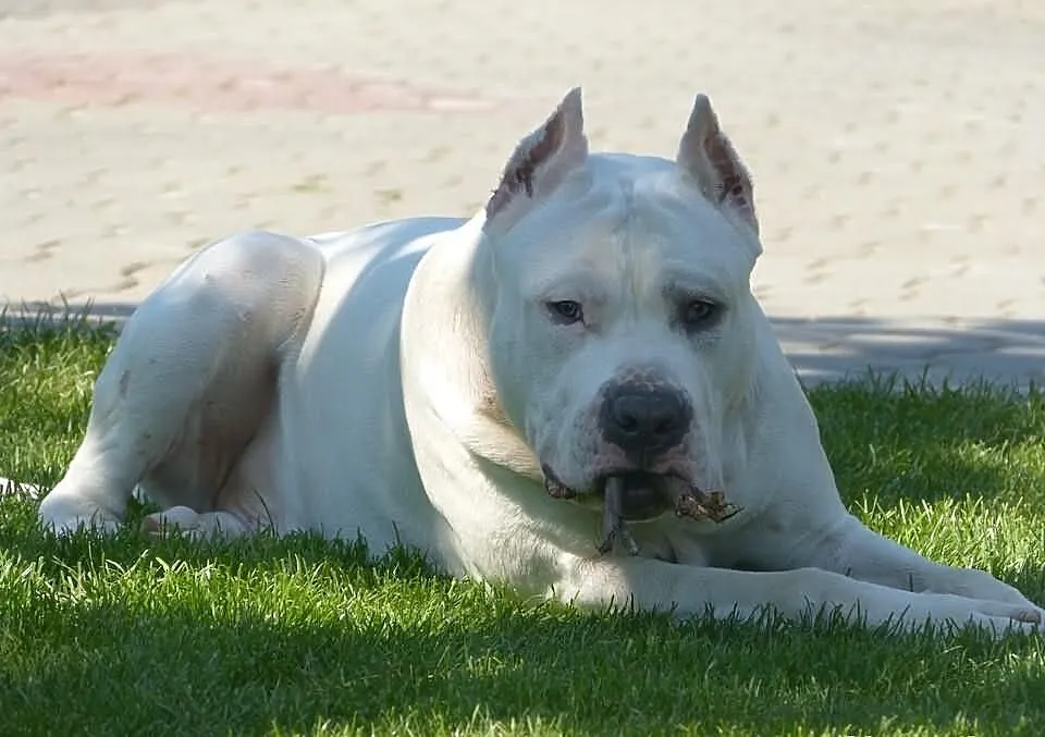 Amstaff Reproduktor/Krycie