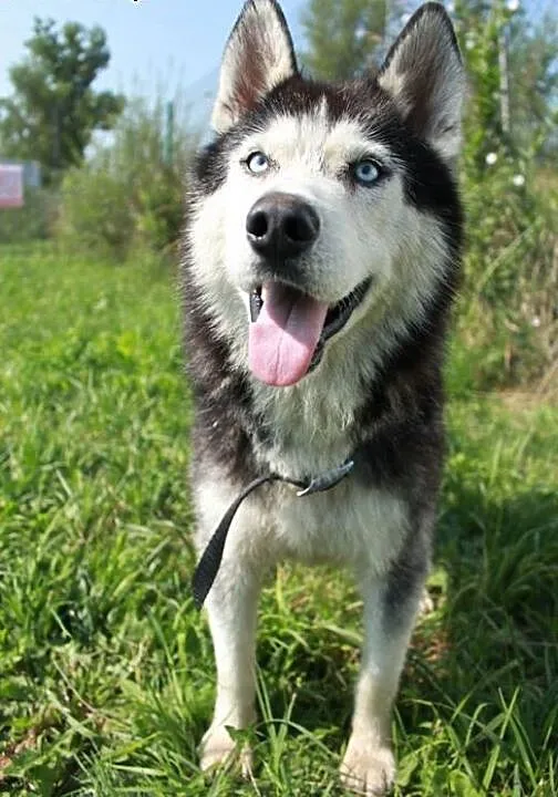 Gizmo- pies w typie husky, szuka kochającego domu.