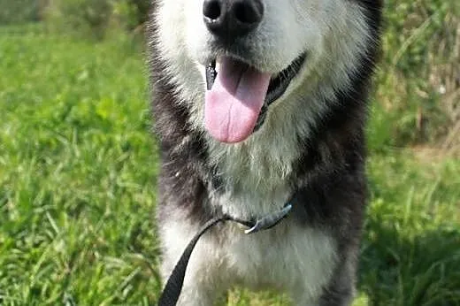 Gizmo- pies w typie husky, szuka kochającego domu.