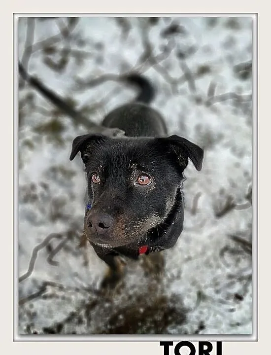 TORI,6kg,mały,łagodny,wesoły,aktywny,szczepiony pies.ADOPCJA, Małopolskie, Kraków