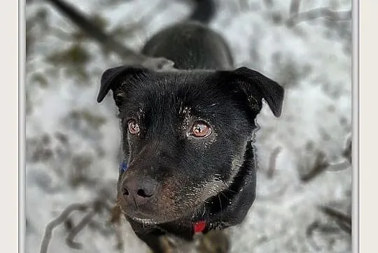 TORI,6kg,mały,łagodny,wesoły,aktywny,szczepiony pies.ADOPCJA