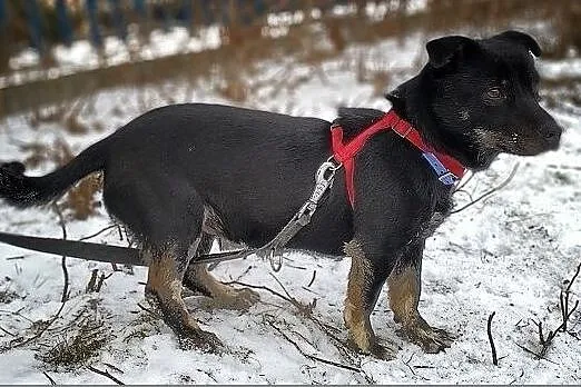 TORI,6kg,mały,łagodny,wesoły,aktywny,szczepiony pies.ADOPCJA, Małopolskie, Kraków