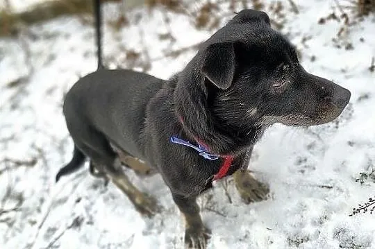 TORI,6kg,mały,łagodny,wesoły,aktywny,szczepiony pies.ADOPCJA, Małopolskie, Kraków