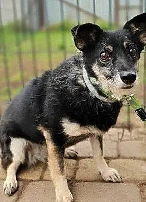 MIKA - mała, starsza, delikatna sunia szuka domu!, Mazowieckie, Warszawa
