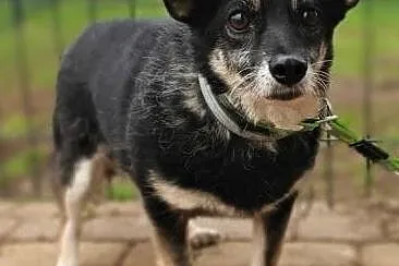 MIKA - mała, starsza, delikatna sunia szuka domu!, Mazowieckie, Warszawa