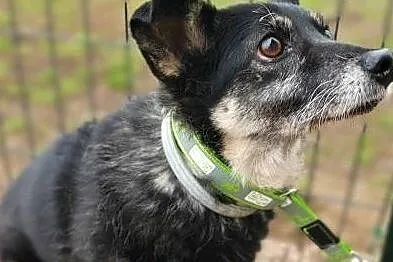 MIKA - mała, starsza, delikatna sunia szuka domu!, Mazowieckie, Warszawa