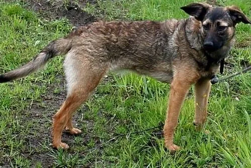 Przyjazna Tina, pozytywna i młoda - psi dzieciak idealny do adopcji!,  Kundelki cała Polska