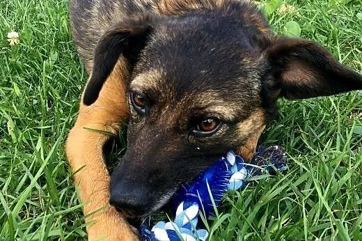 Przyjazna Tina, pozytywna i młoda - psi dzieciak i