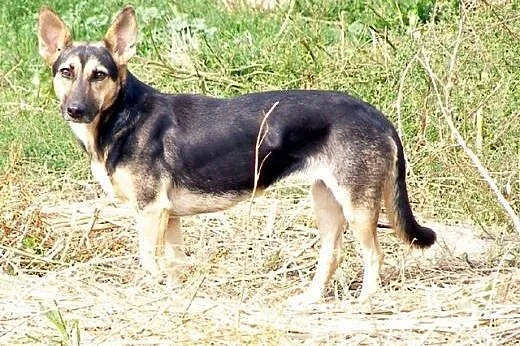 Zoja &#8211; niewielka, młoda, delikatna sunia