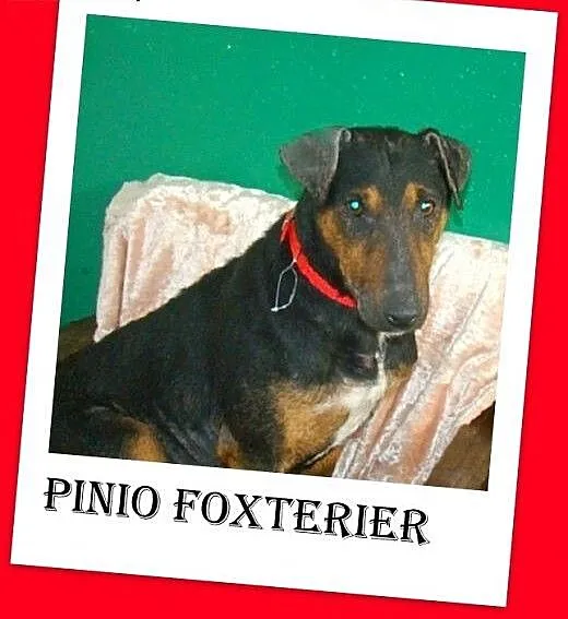 Foxterrier mix,gładkowłosy,łagodny,aktywny piesek