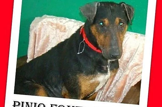 Foxterrier mix,gładkowłosy,łagodny,aktywny piesek 