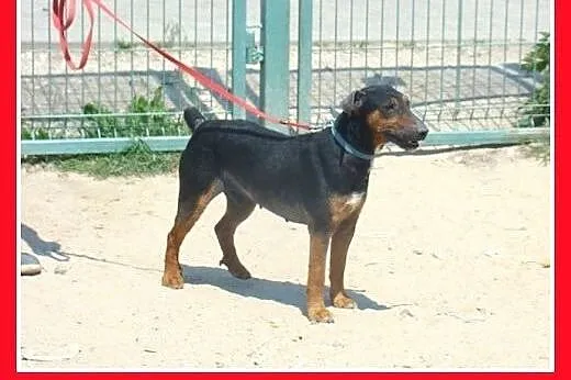Foxterrier mix,gładkowłosy,łagodny,aktywny piesek 