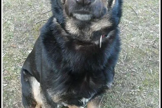 Dyziek - super psiak do adopcji!,  mazowieckie War