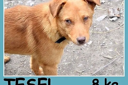 Mały 8 kg,rezolutny, czujny,ciekawski rudy psiak TESEL_ Adopcja_
