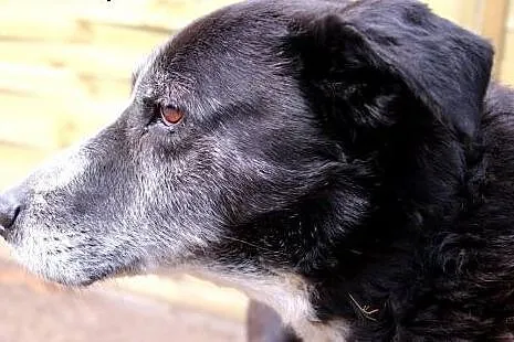 Franek- wrażliwy psiaczek do adopcji!,  mazowiecki