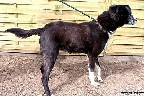 Franek- wrażliwy psiaczek do adopcji!,  mazowiecki