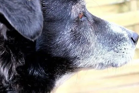 Franek- wrażliwy psiaczek do adopcji!,  mazowiecki