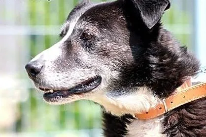 Franek- wrażliwy psiaczek do adopcji!,  mazowiecki