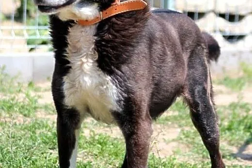 Franek- wrażliwy psiaczek do adopcji!,  mazowiecki