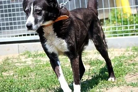 Franek- wrażliwy psiaczek do adopcji!,  mazowiecki