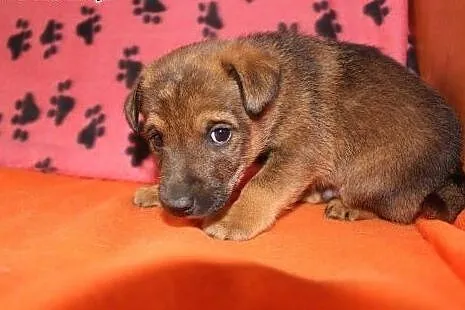 Szczeniaki polecają się do adopcji,  świętokrzyskie Kielce