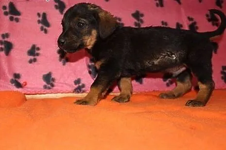 Szczeniaki polecają się do adopcji,  świętokrzyski