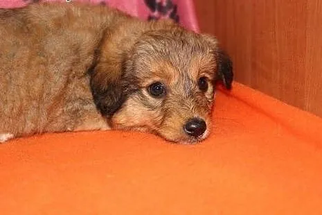 Szczeniaki polecają się do adopcji,  świętokrzyski